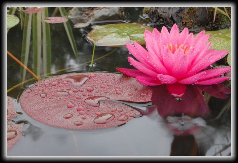 연꽃(셀레브레이션)