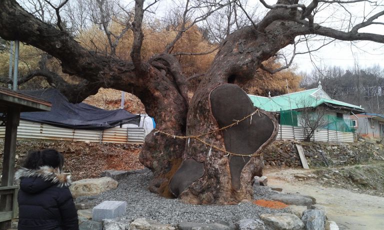 계룡산 서낭나무